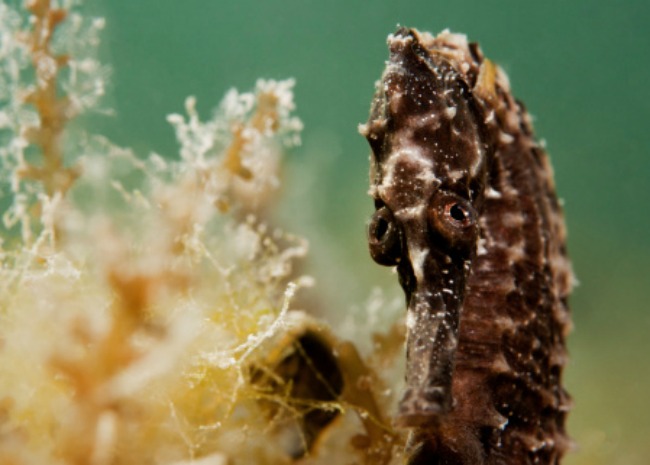 Black seahorse among seaweed