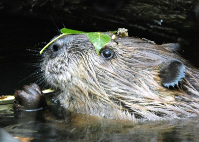 Beaver Wearing Leaf