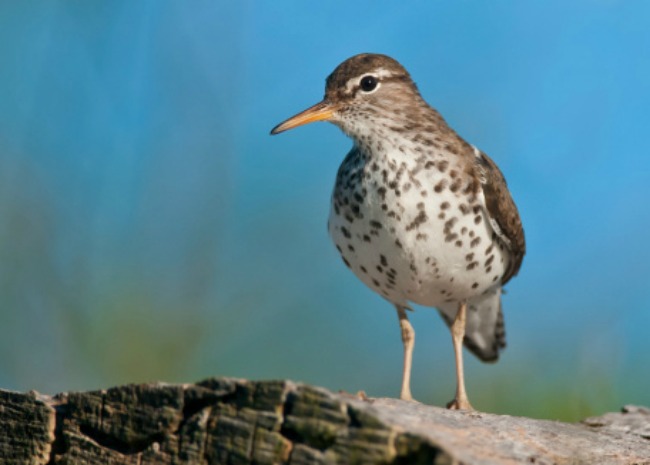 Spotted Sandpiper