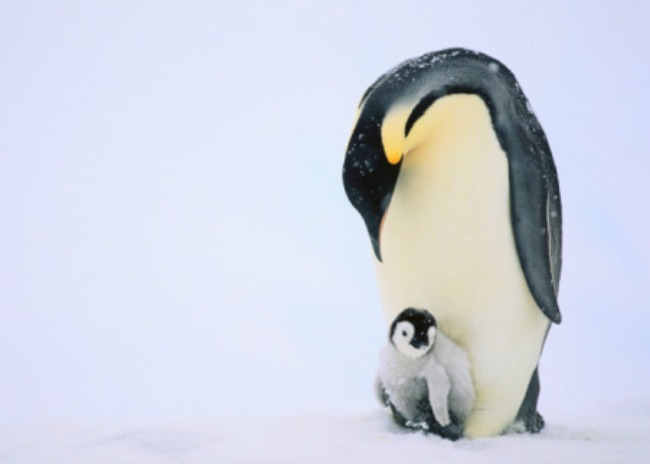 Emperor Penguin Protecting Offspring from the Cold