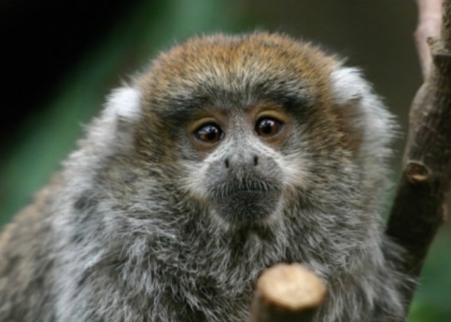 Titi Monkey