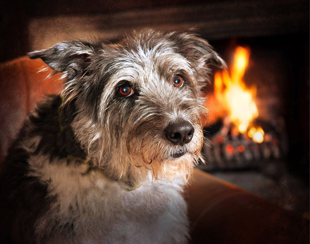 Winner of the Oldies category (Photo: Kevin Smith/Dog Photographer of the Year Competition)