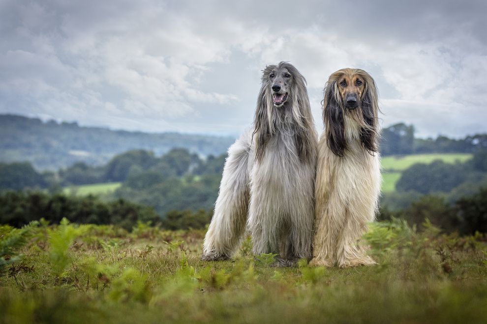 Winner of the Dog Portrait category (Photo: Jamie Morgan/Dog Photographer of the Year Competition) 