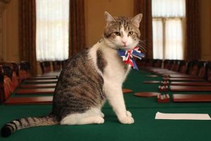 Larry, Chief Mouser to the Cabinet Office (Her Majesty's Government)