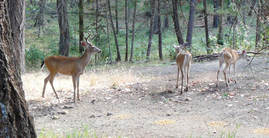 Three stags. (July, 2016)
