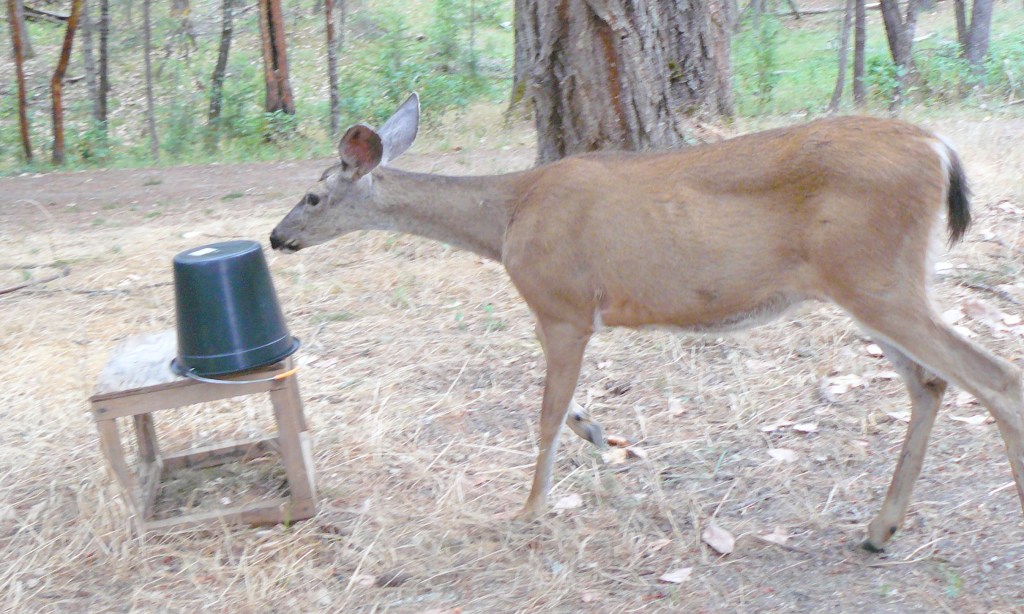 Doris returns after a brief absence.