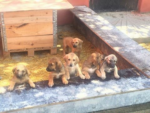 Karis and her pups were moved to a safe location where they await travel to the U.S.