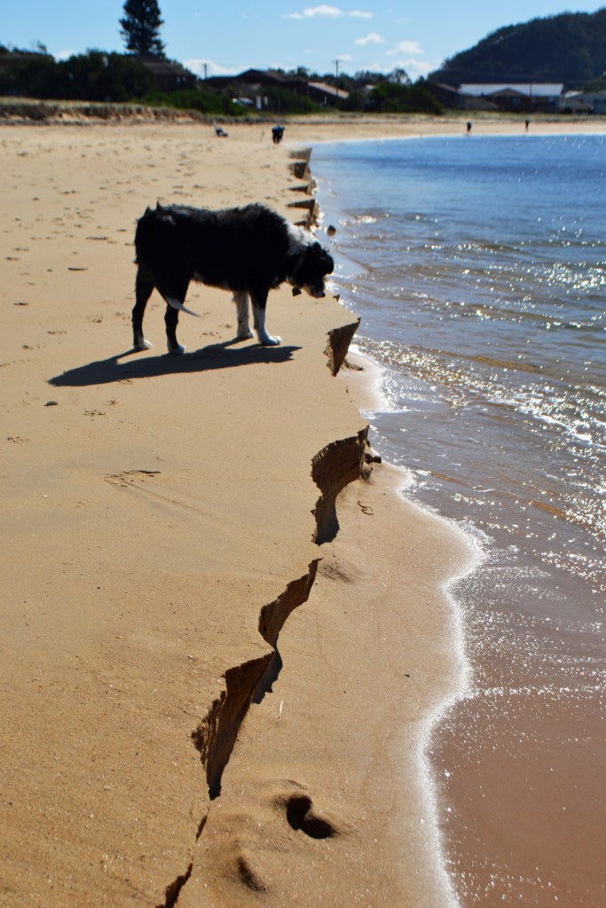 I’m not putting my paws in there!