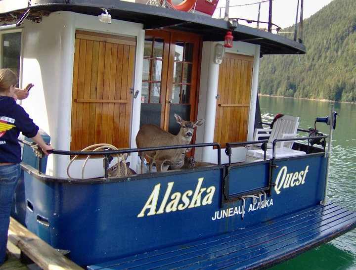 deer on boat08