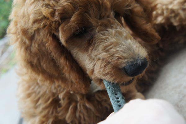 I will be trying these treats on my dog, for sure. I feel much more confident in the treats I feed my dog when I can make them myself and I know what's in them. 