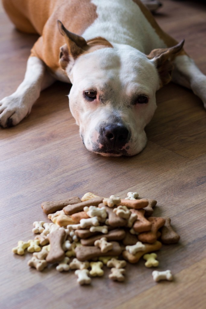 Dog tired of waiting to eat a treats