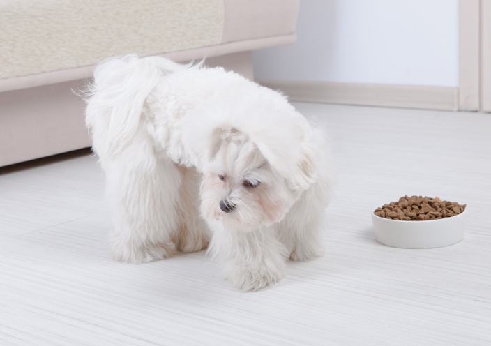 Little dog maltese refusing eating his food from a bowl in home