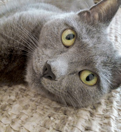 thinkstockphotos-589434262-405x443