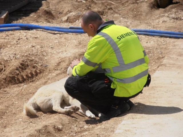 Max always makes time to offer food and water to strays like this one in Turkey.