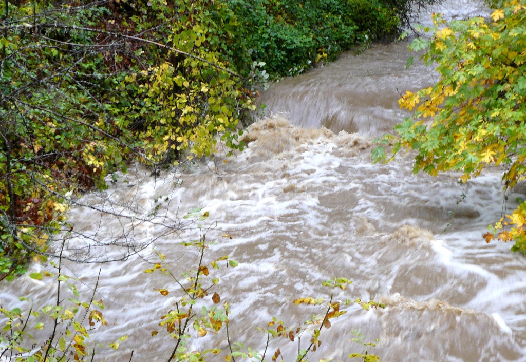 Bummer Creek: looking upstream.