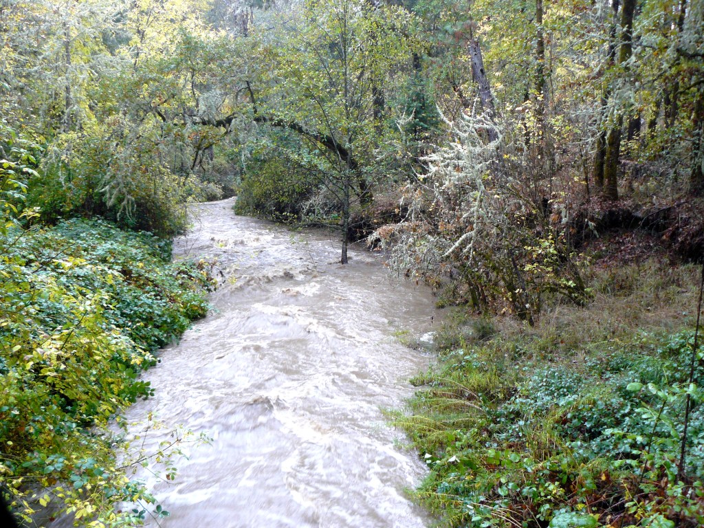 Bummer Creek: looking downstream.