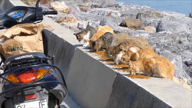 fullscreen-capture-11142016-55055-pm-e14792322639441