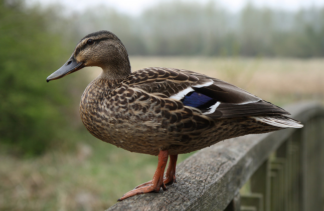 Photo credit: Danny Chapman