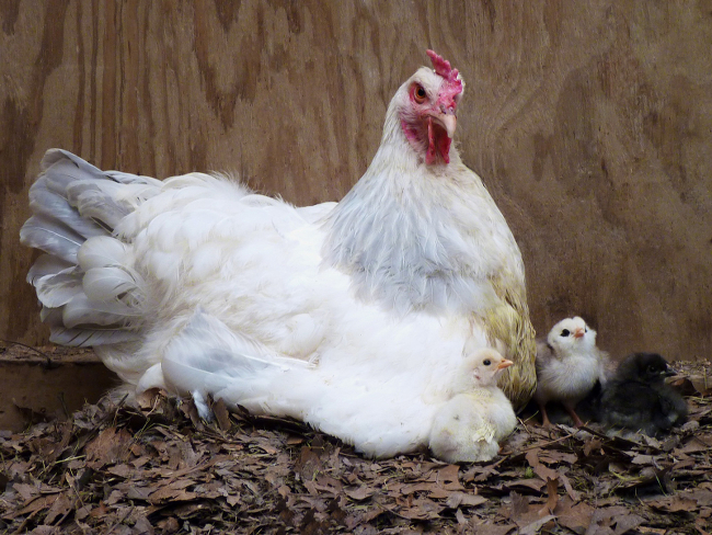 Photo credit: normanack