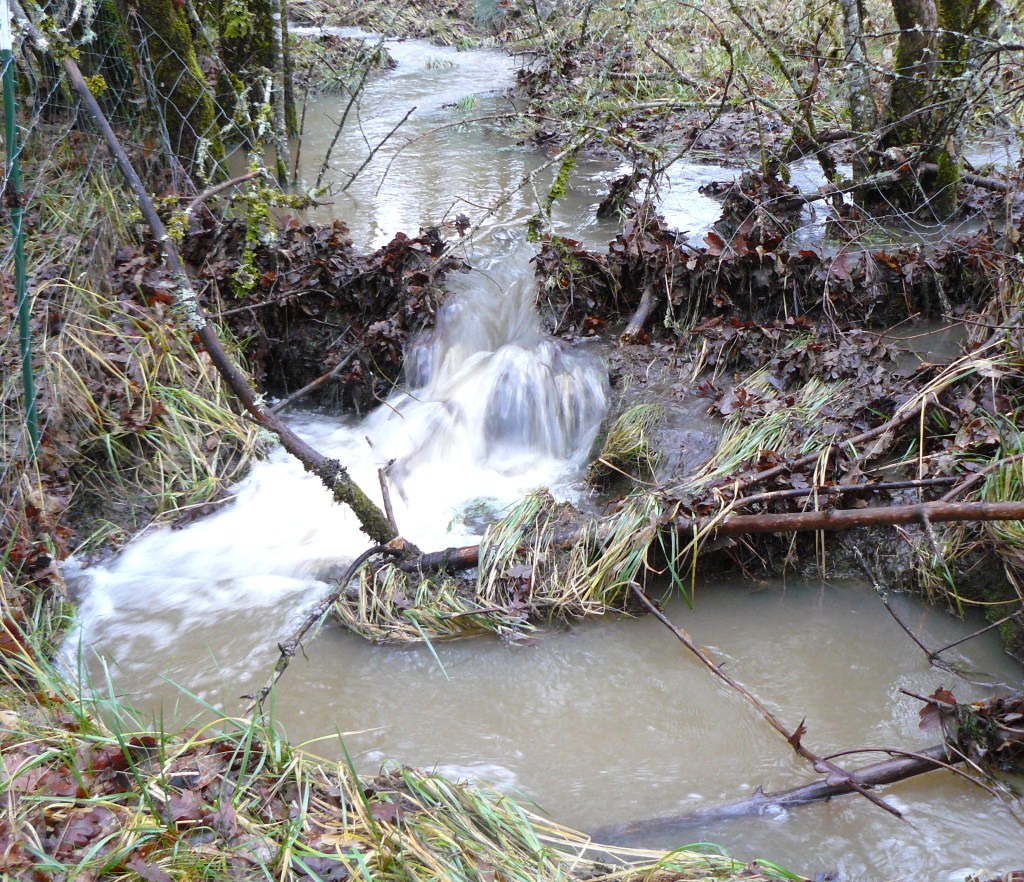 Another view of a very swollen Cup Creek.