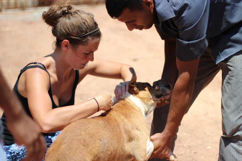 Janey Lowes loving a strteet dog in Sri Lanka