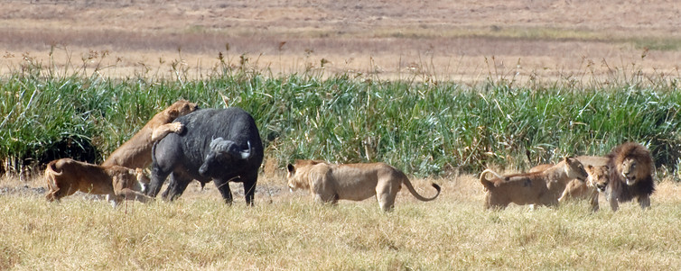 Lions attack a water buffalo in Tanzania. Oliver Dodd/Wikipedia, CC BY