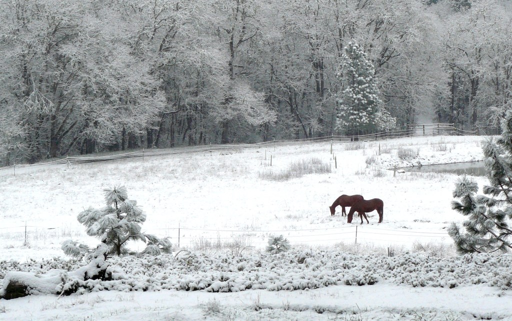 Ben and Ranger enjoying a winter's breakfast.