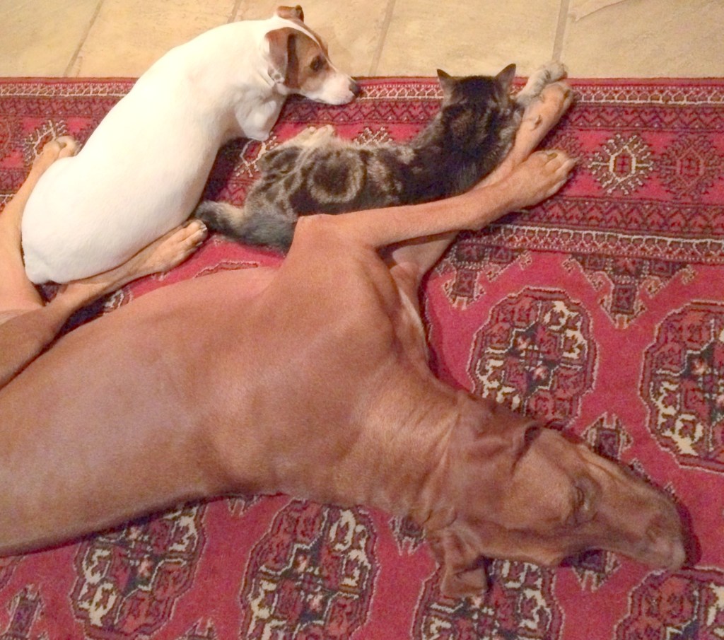 9183b689-52fb-43e4-be87-243cd1bfcbcc