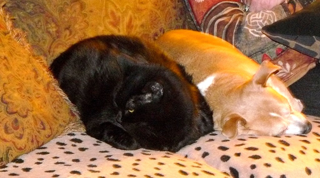 Araña, one of our three cats, sleeping next to Pedy. (Araña is the Spanish word for spider.)