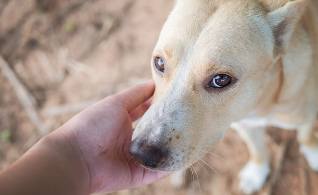 Saveing Dogs Saving dogs big time – Learning from Dogs