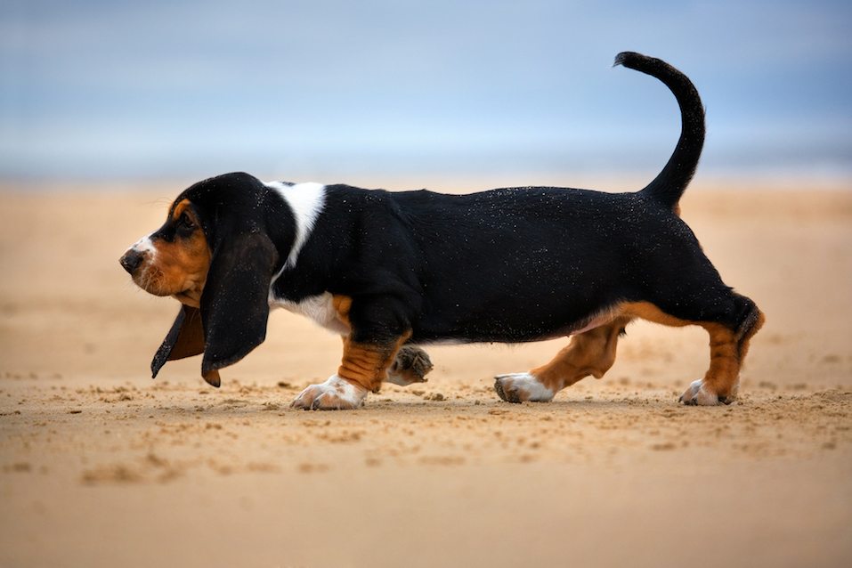 The easiest breeds to own – Learning from Dogs