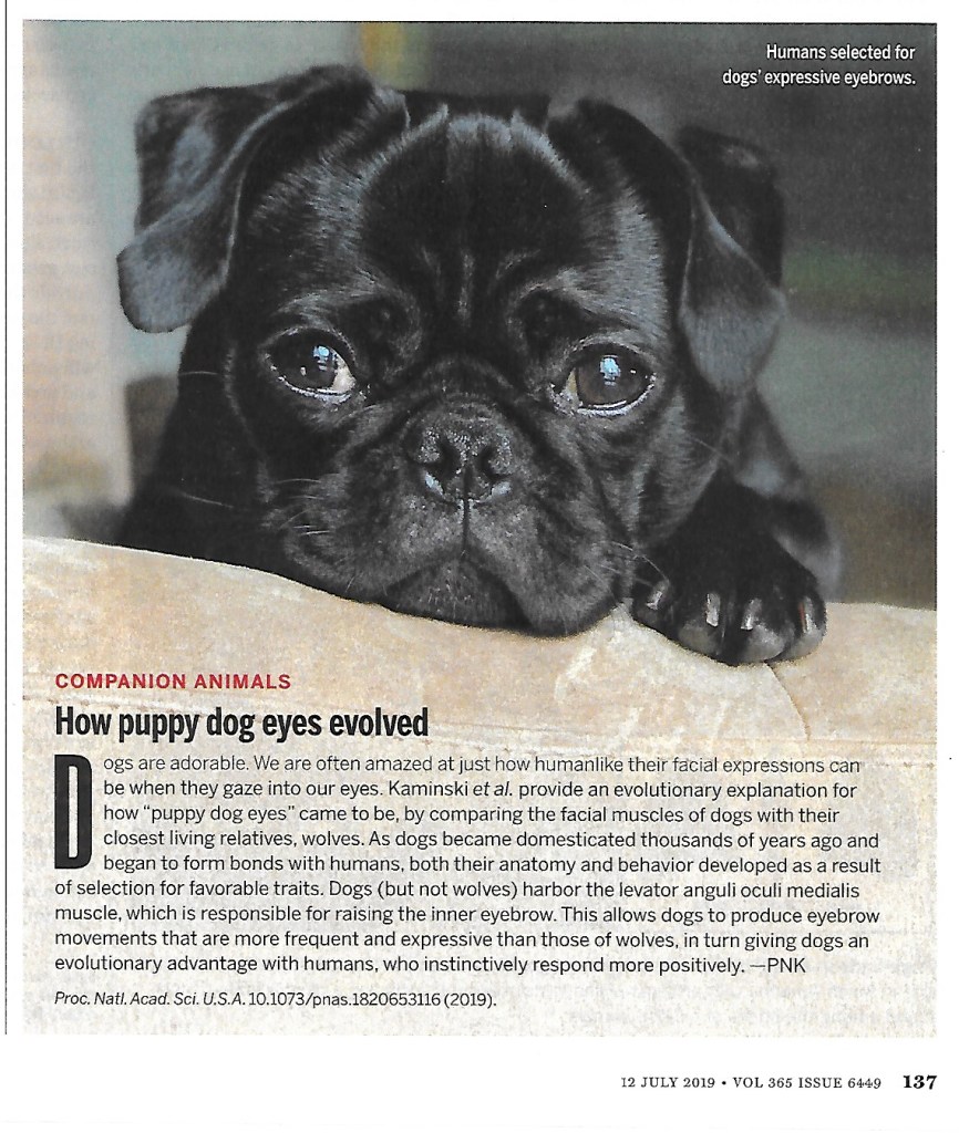 Those puppy eyes – Learning from Dogs