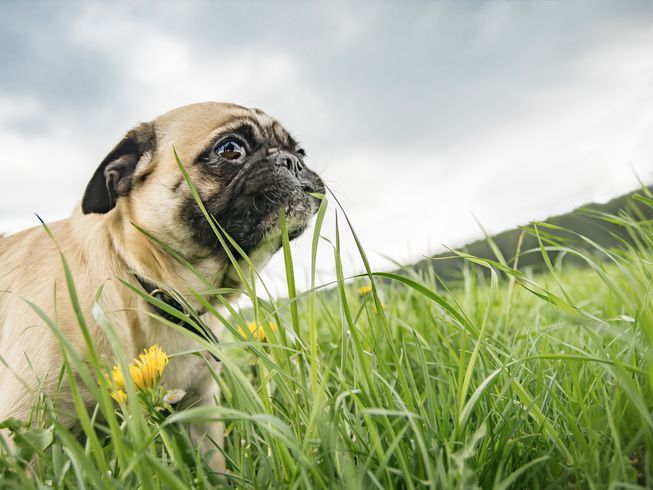 View of Dogs and grass! – Learning from Dogs