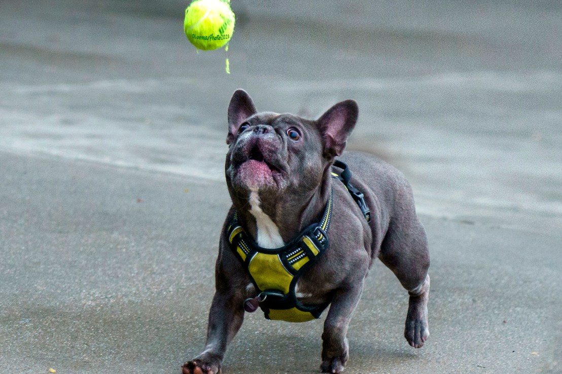 How well do dogs understand&nbsp;humans?